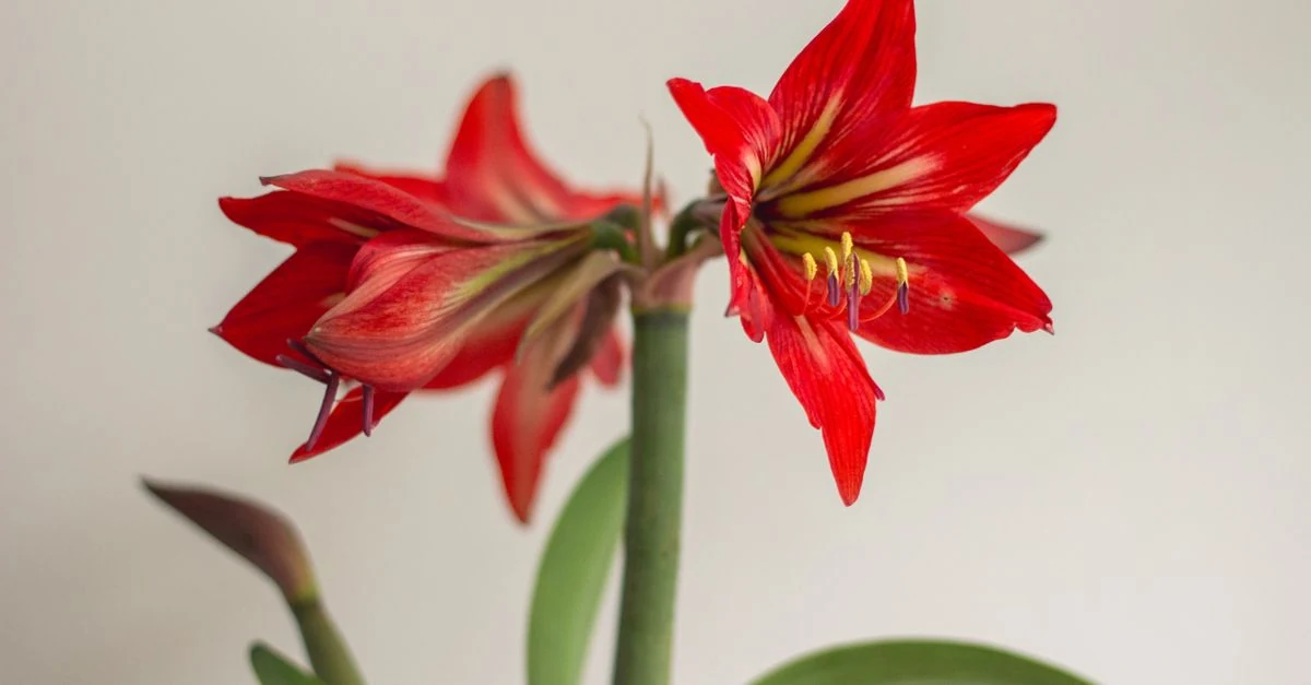 室内の窓辺で大輪の花を咲かせる鉢植えアマリリス