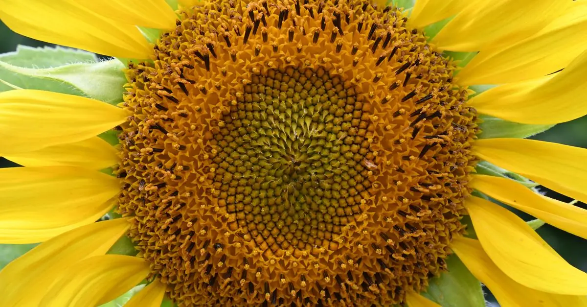 一年草の花の種袋を庭の作業台で比較する様子