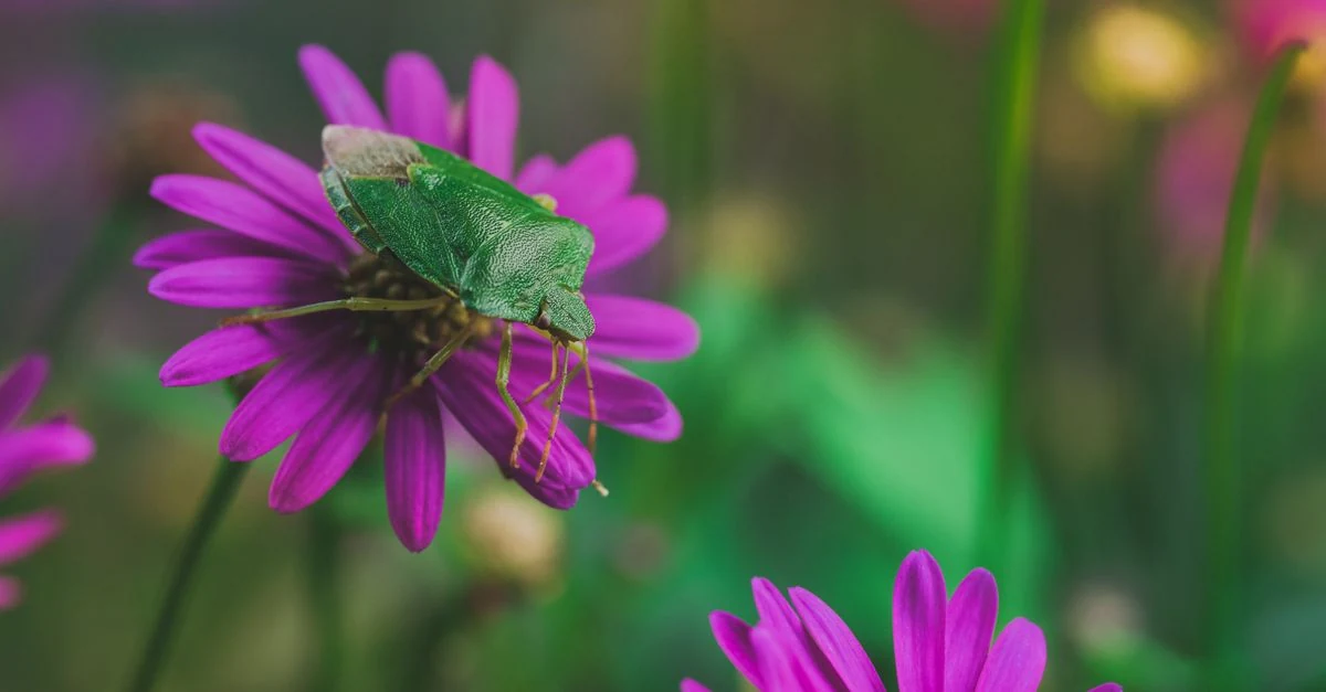 草花の葉裏を観察しながら病害虫の年間予防予定を確認する家庭園芸