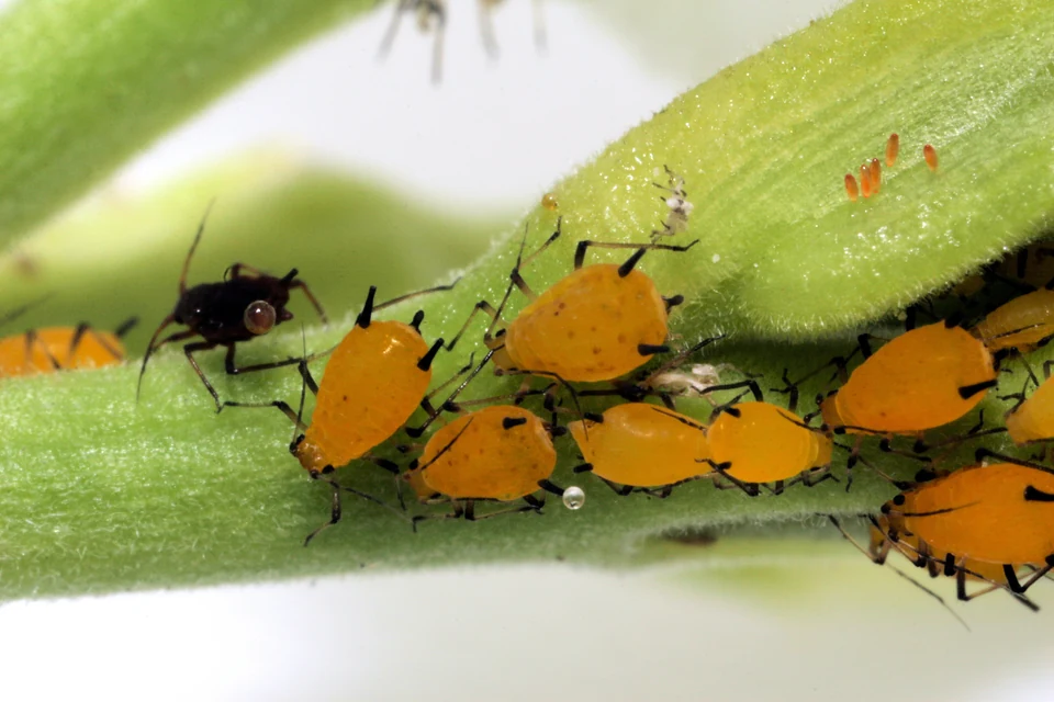 花の柔らかな新芽に集まるアブラムシを観察する様子