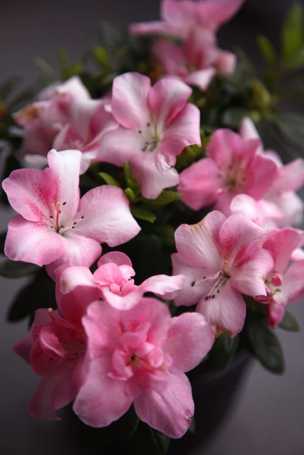 冬の明るい窓辺で満開に咲く鉢植えのアザレア