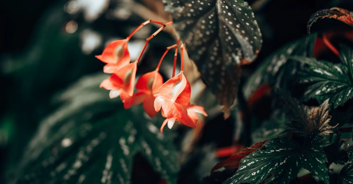 木立性・球根性・根茎性のベゴニアを並べて比較した鉢植え