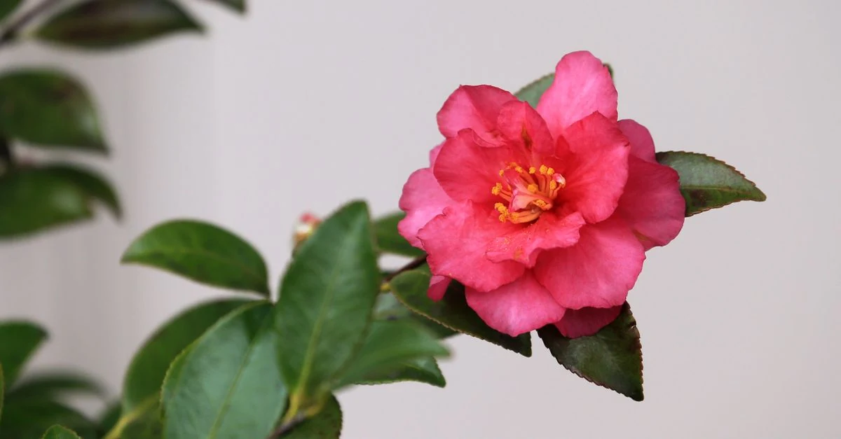 赤いツバキとサザンカの花や葉を庭で見比べる様子