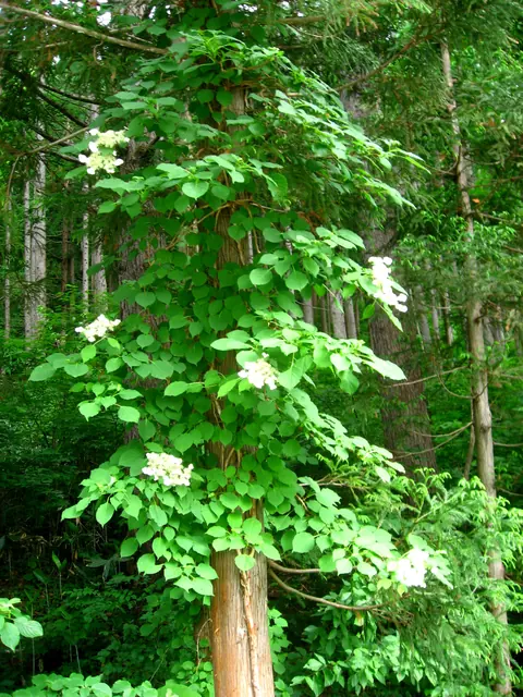 庭の壁面とアーチを色とりどりのつる植物の花が彩る様子