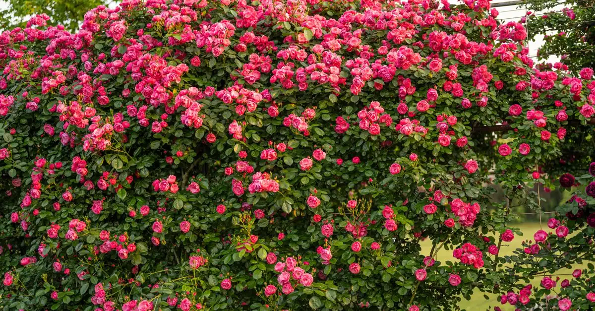 庭のフェンスに誘引したつるバラと花壇の木立バラを見比べる様子