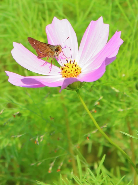 秋の花壇で風に揺れるピンクと白のコスモス