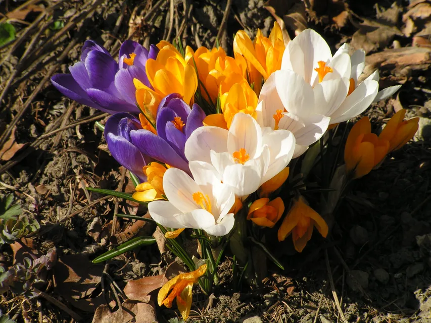 プランターから紫と黄色の花を咲かせる早春のクロッカス