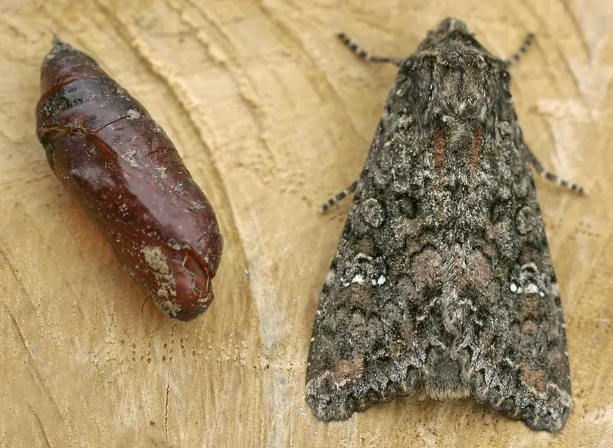ヨトウムシの食害を受けた花を夜に観察する様子