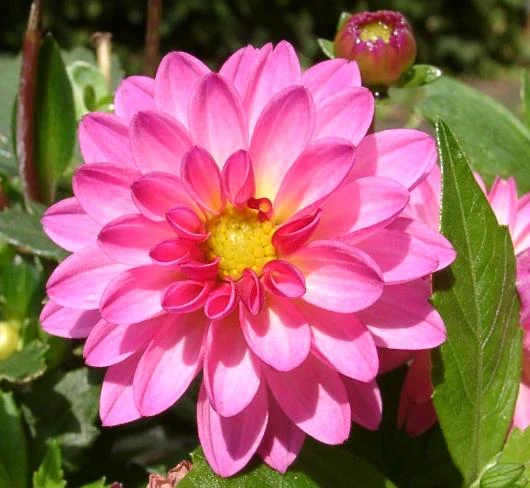 庭で赤やピンクの花を咲かせるダリア
