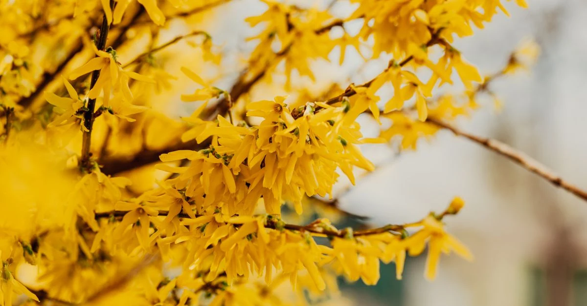 日本の庭で季節の花を咲かせる花木と庭木