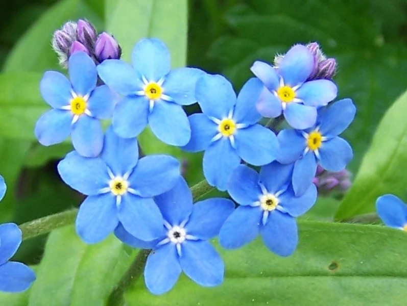青い小花を密に咲かせるワスレナグサの株