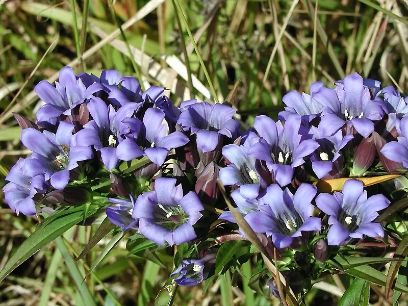 秋に青紫色の花を咲かせる鉢植えのリンドウ