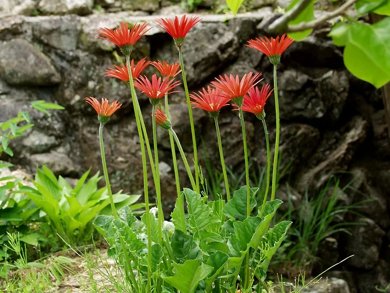 日当たりと風通しのよい場所で咲く鉢植えのガーベラ