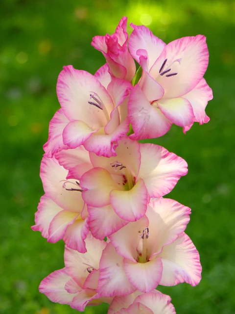 夏花壇で剣状の葉から色鮮やかな花穂を伸ばすグラジオラス