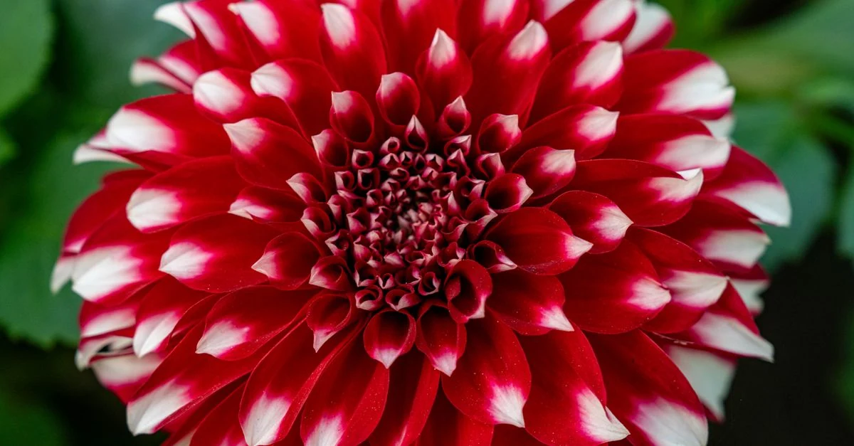 花言葉を添えて大切な人へ贈る季節の花束