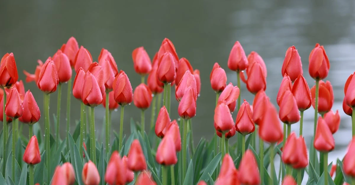 花壇の土にチューリップの球根を植え付ける様子