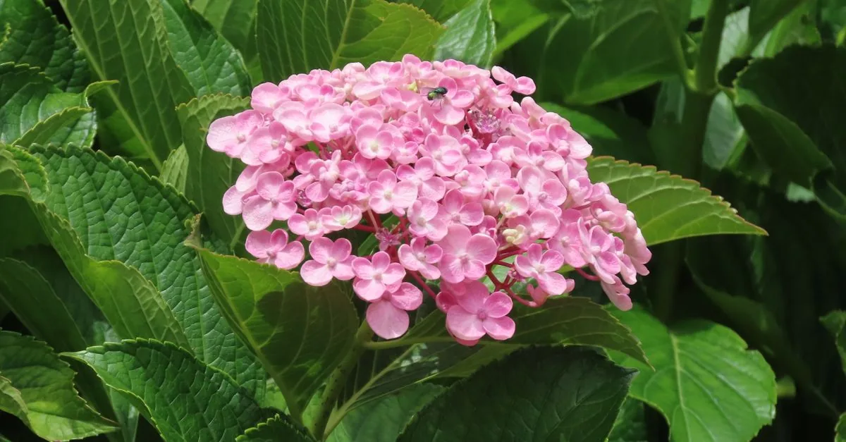 花芽がついたアジサイの枝を観察する手元