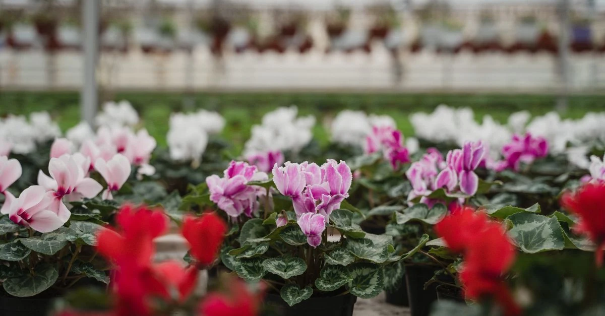 室内の花を植えたハイドロボールと培養土の鉢を並べた比較
