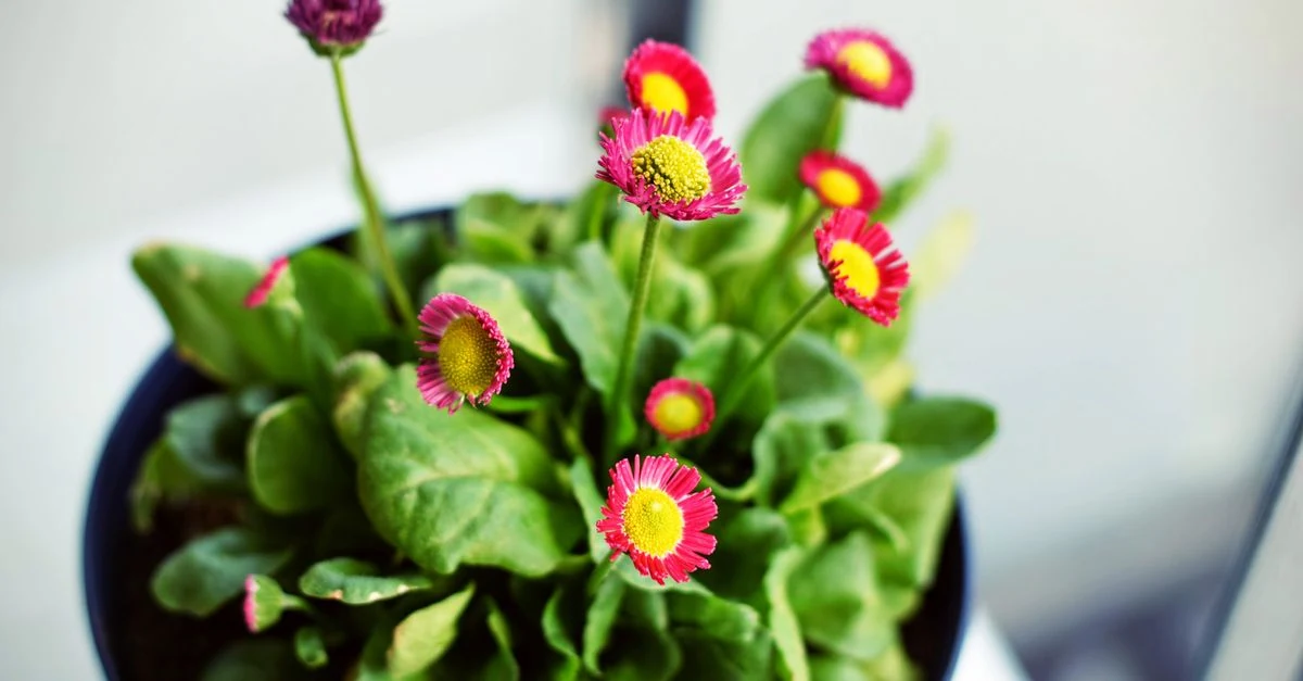 明るい室内の窓辺に並ぶ花が咲く観葉植物
