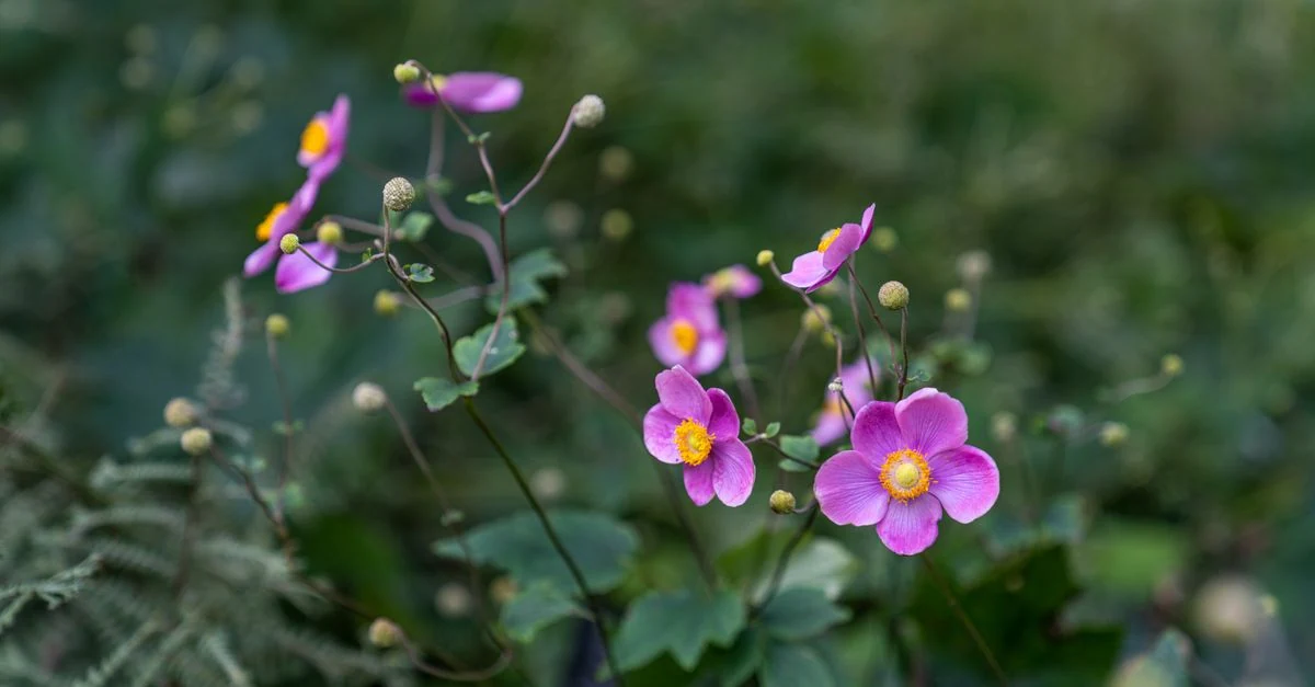 半日陰の庭で白と桃色の花を咲かせるシュウメイギク