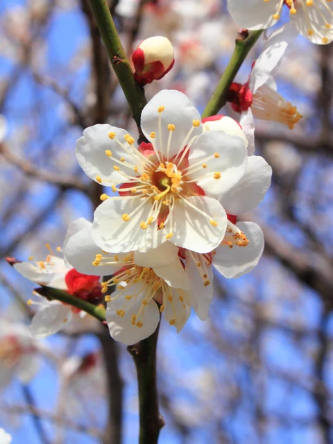 早春の庭で香りのある花を咲かせる花梅の枝