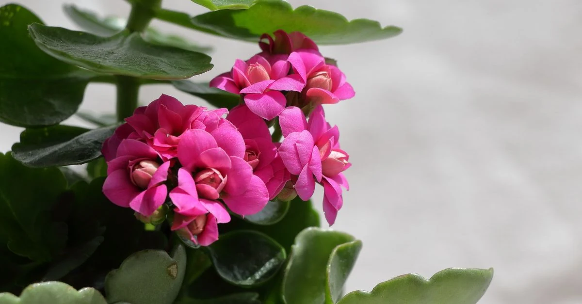 明るい室内の窓辺で花を咲かせる鉢植えのカランコエ