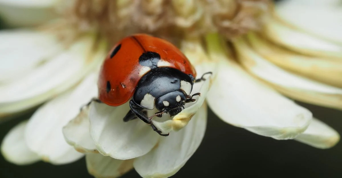 白い筋状のハモグリバエ被害が出た花の葉を確認する様子