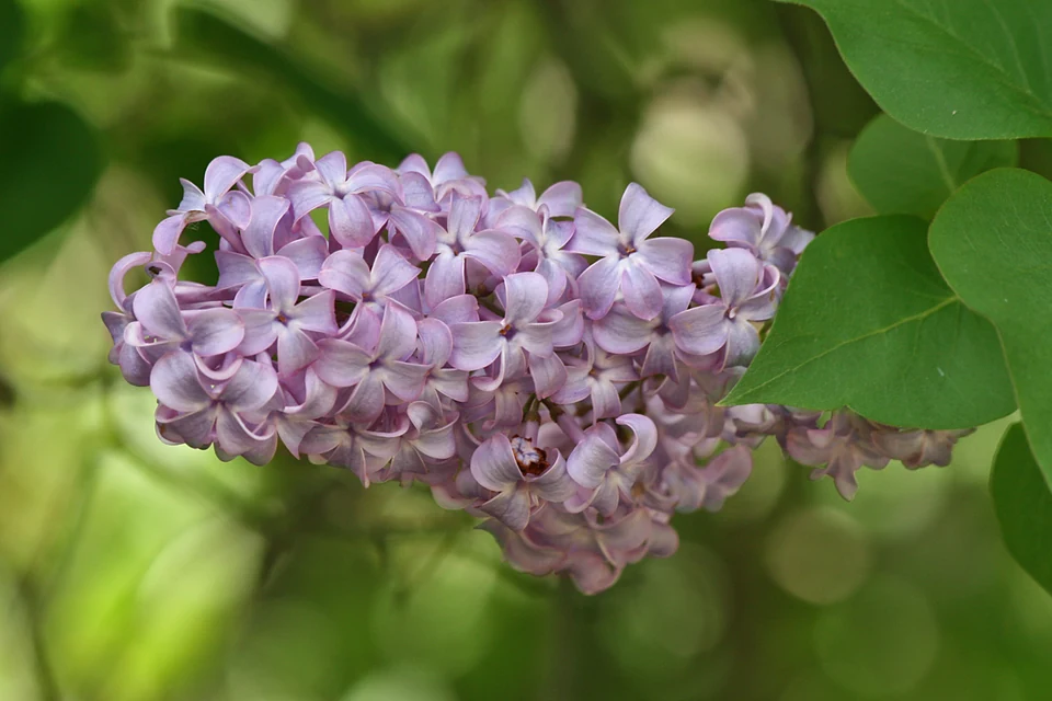 春の庭で淡紫色の花房を咲かせるライラックの庭木