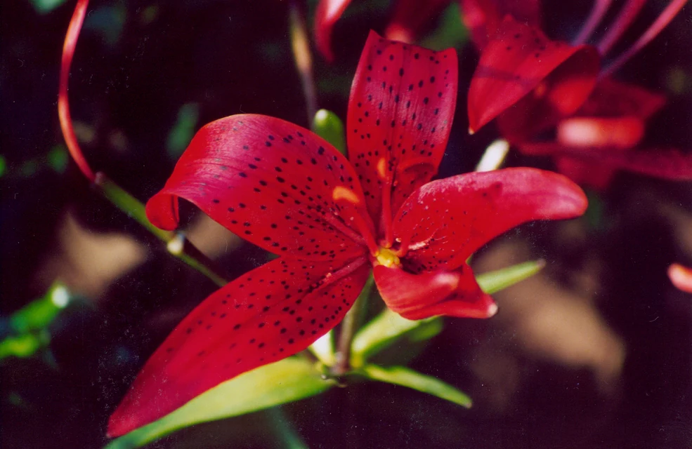 深鉢に植えた球根から華やかに咲くユリ