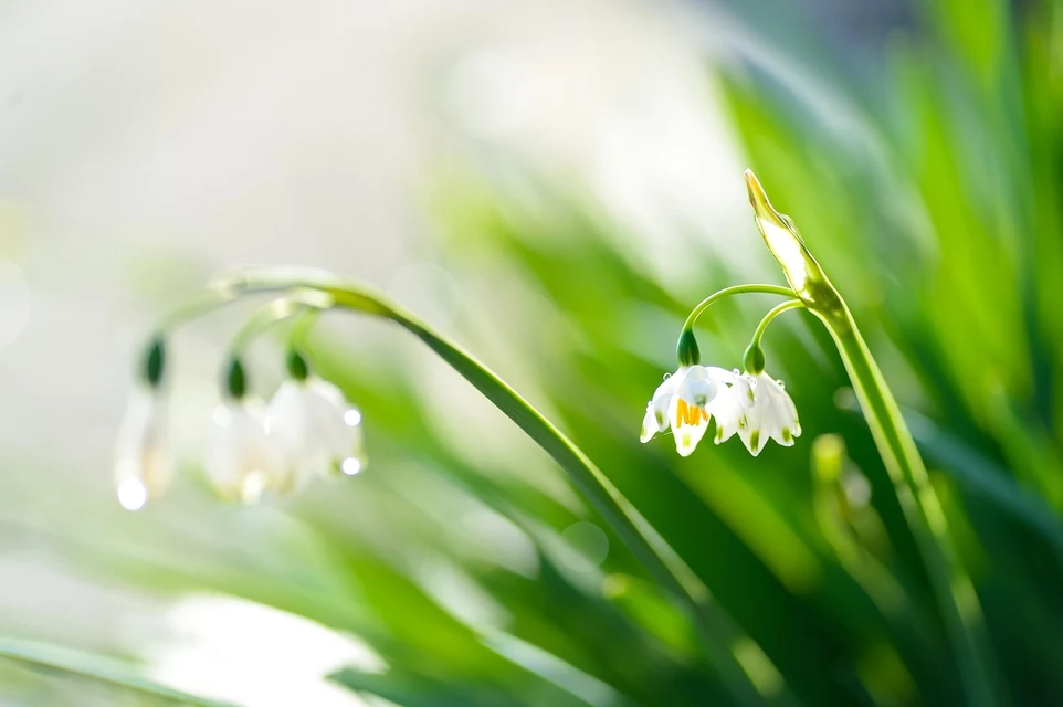 スズランとスノーフレークの白い釣鐘形の花を並べて比較