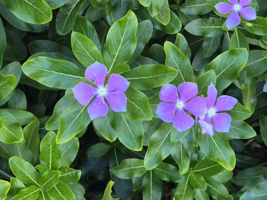 日当たりのよいベランダで鉢植えのニチニチソウが咲く様子