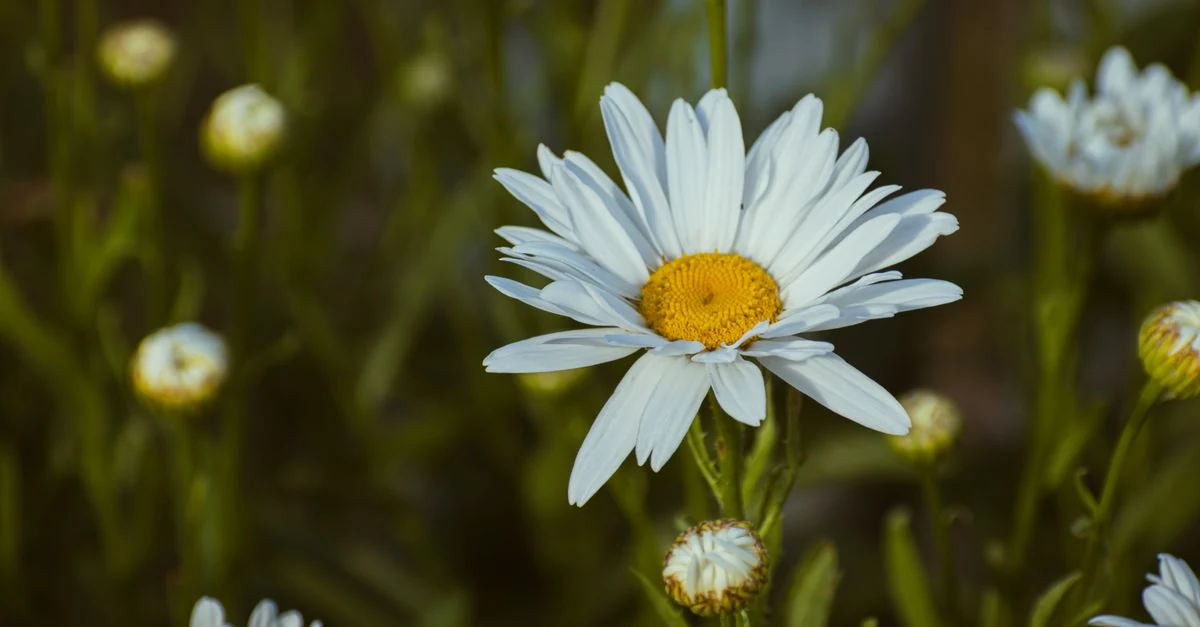 春のベランダで白と黄色の花を次々に咲かせる鉢植えのマーガレット