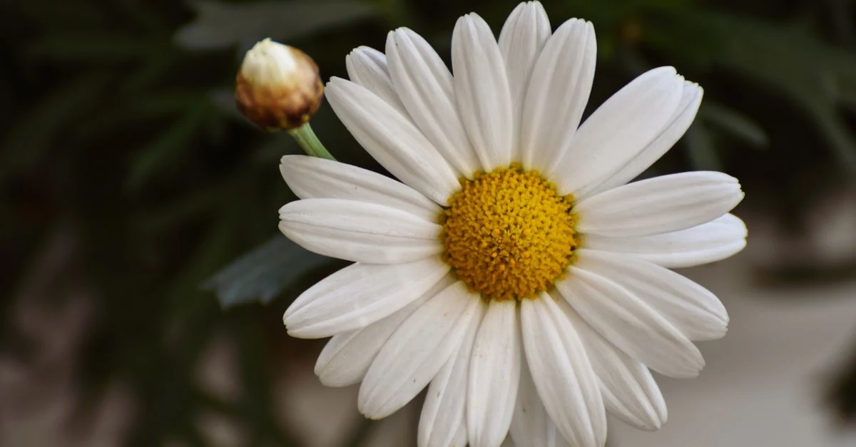 白いマーガレットとノースポールの花と葉を並べた比較