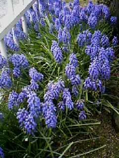 春の花壇で青紫色の花を絨毯のように咲かせるムスカリ