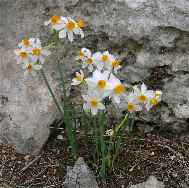 早春の花壇で白と黄色の花を咲かせるスイセン