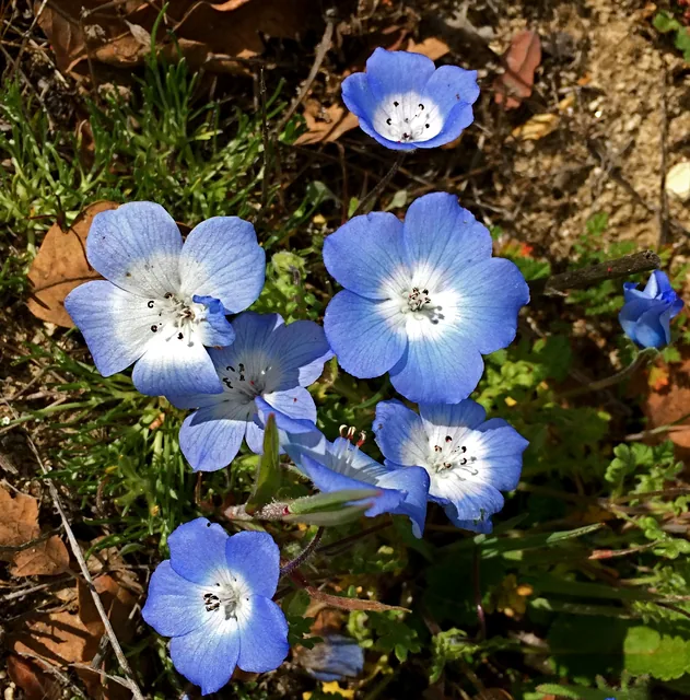 春の花壇を青く覆うネモフィラの花