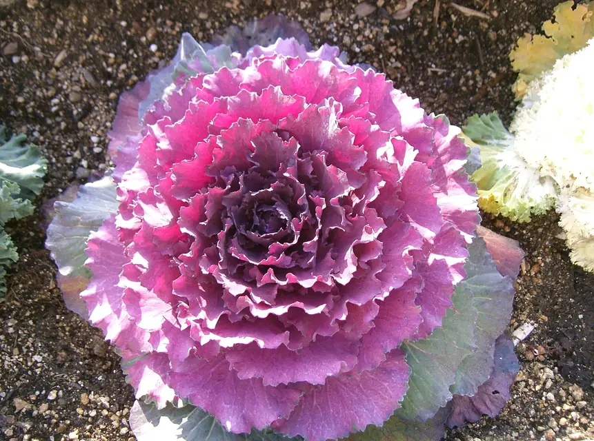 冬の花壇で白と紫に色づくハボタン