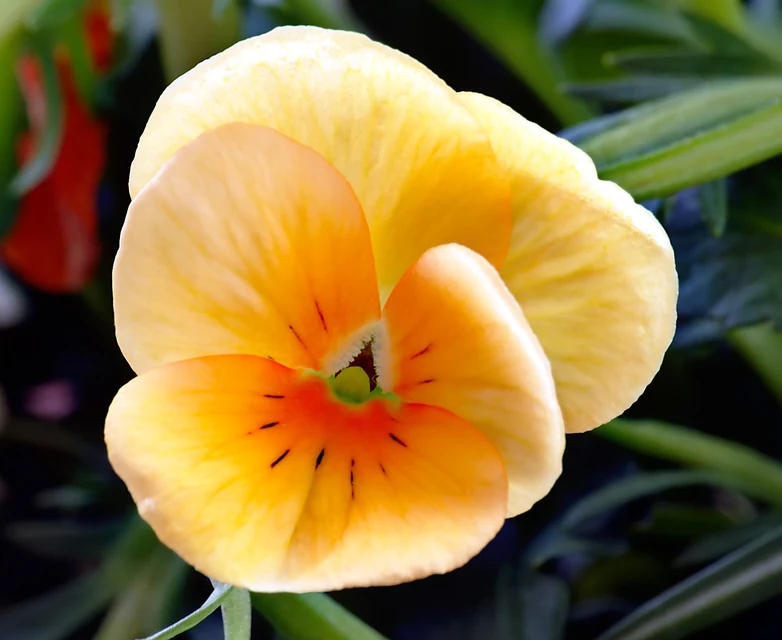 秋冬の花壇と鉢に咲く色とりどりのパンジーとビオラ