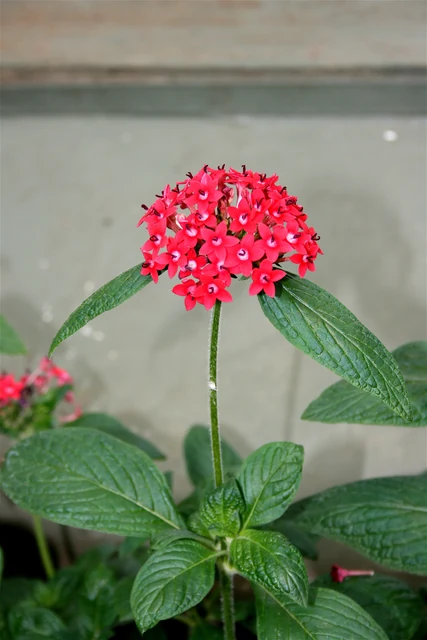 夏の花壇で赤やピンクの星形の花を咲かせるペンタス