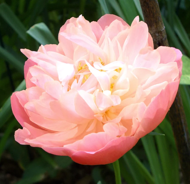 庭で大輪の花を咲かせるシャクヤク