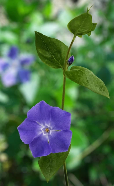 さまざまな宿根草が毎年咲く日本の庭の花壇