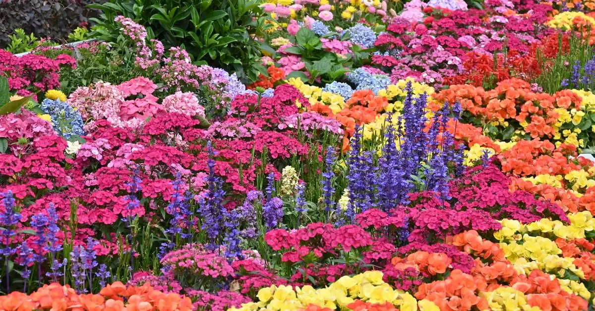 一年草と多年草・宿根草を組み合わせた家庭の花壇