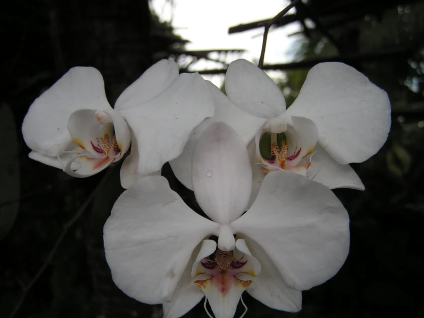 花が終わった胡蝶蘭の緑の花茎を清潔なはさみで切る前に確認している様子