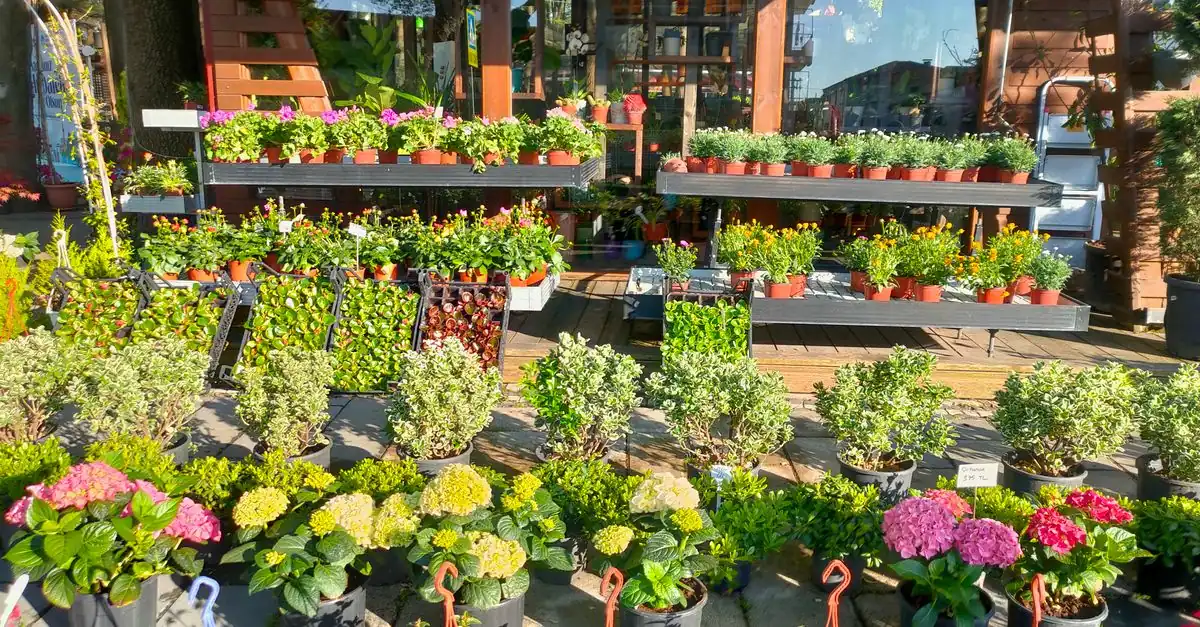 母の日の贈り物としてラッピングされた鉢植えアジサイ
