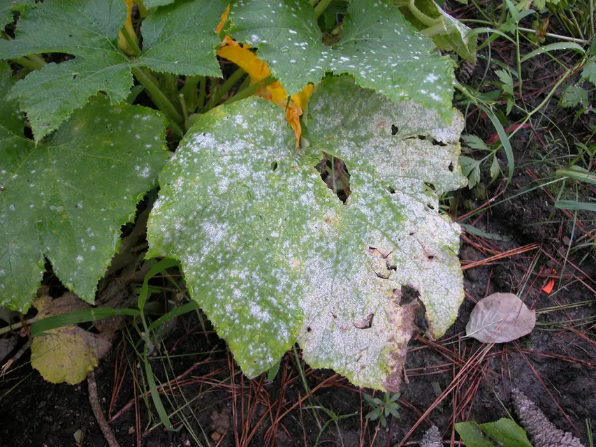 葉に白いうどんこ病の症状が出た鉢花を確認する様子