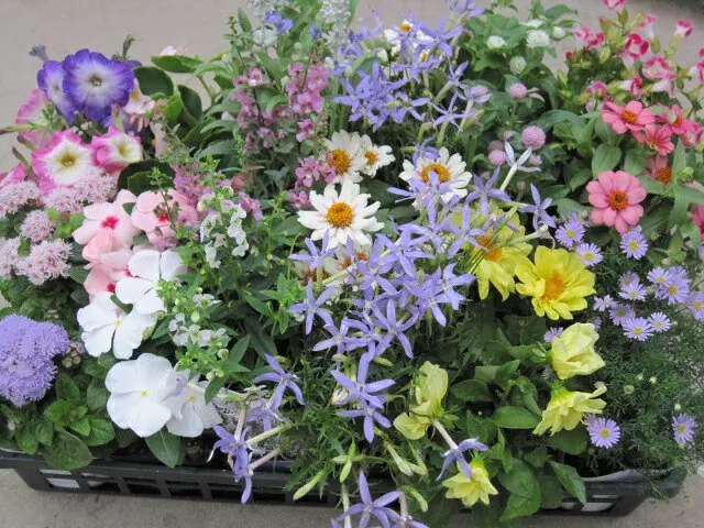 季節の花苗24個セット 夏から秋まで