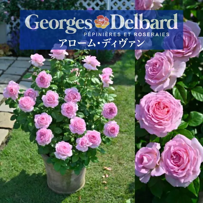 デルバール アローム・ディヴァン大苗