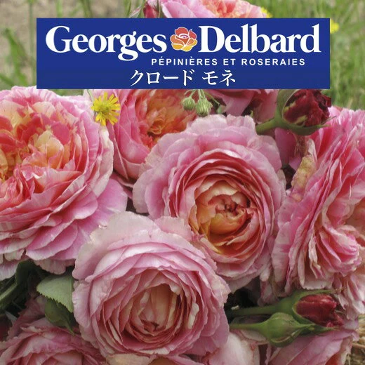 デルバール クロード・モネ大苗