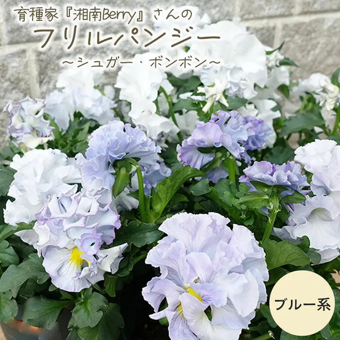 湘南Berry フリルパンジー シュガー・ボンボン