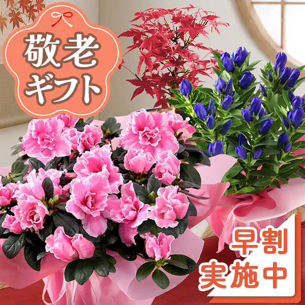 敬老の日 花とスイーツ選べるセット